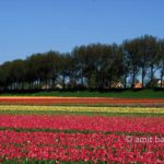 Colorful field: Colored tulips near Bergen, The Netheralnds