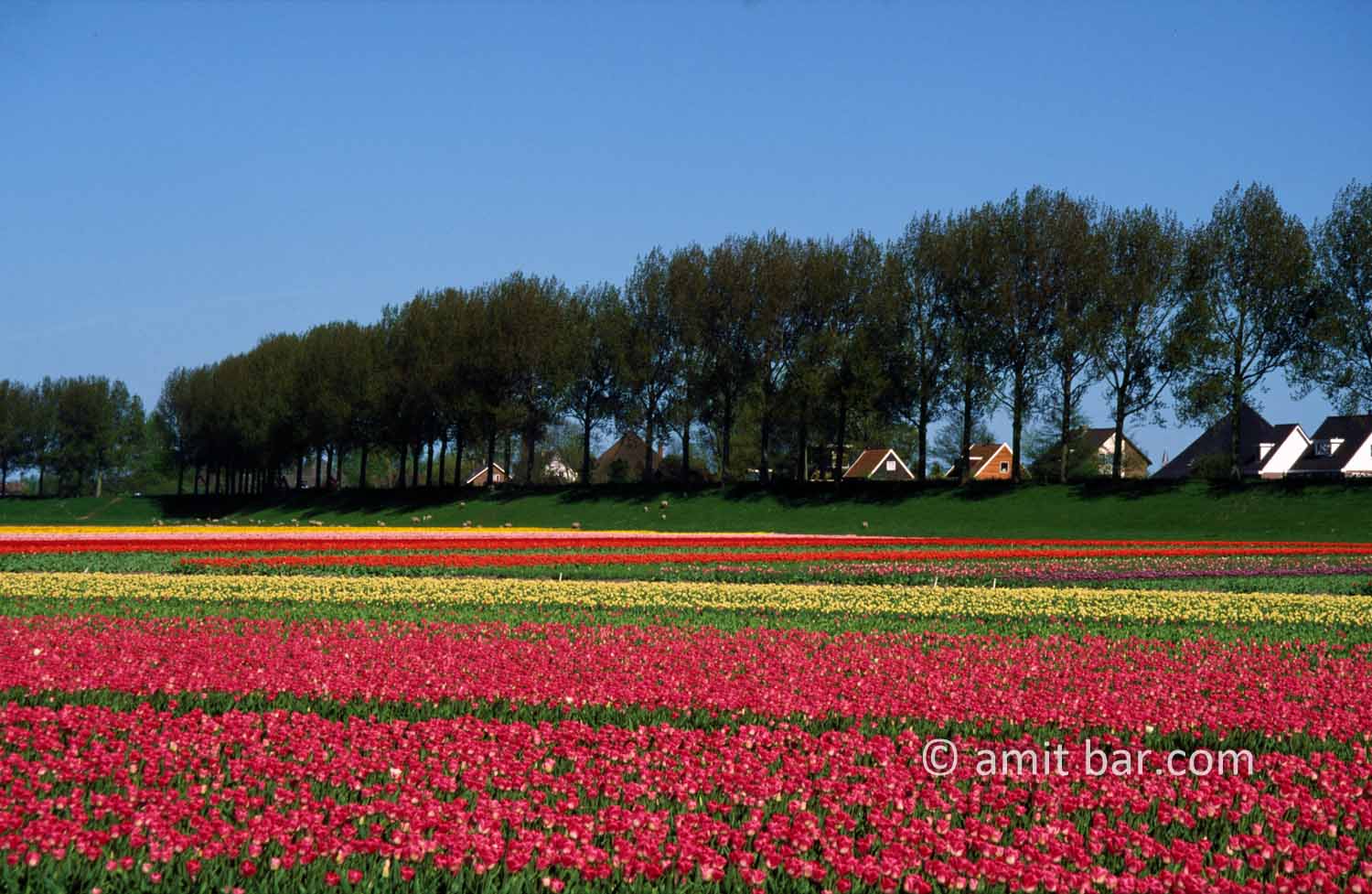 Colorful field: Colored tulips near Bergen, The Netheralnds