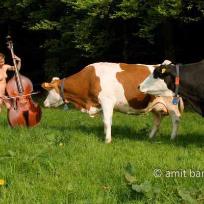 Concerto for contrabass and two cows