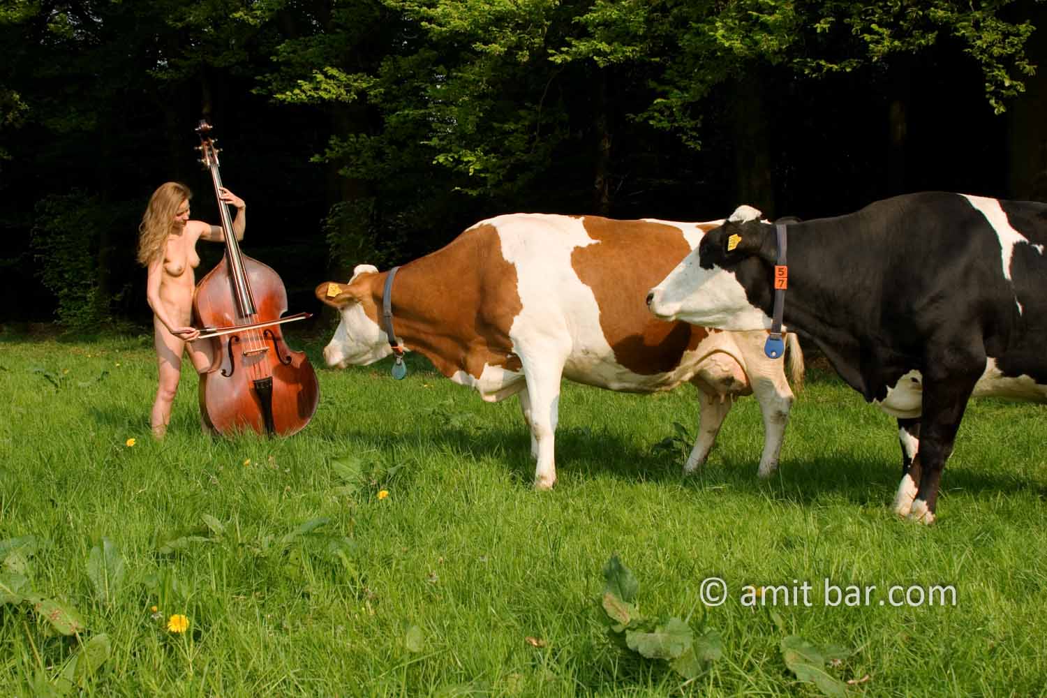 Concerto for contrabass and two cows: Nude model is playing contrabass for the curious cows