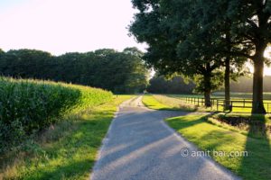 Country road at sunset: Country road at sunset in The Achterhook, The Netherlands