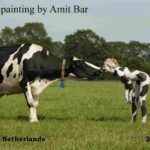Cow video: Cow pattern body-painting of model in the field in early summer. Video by TV Gelderland.