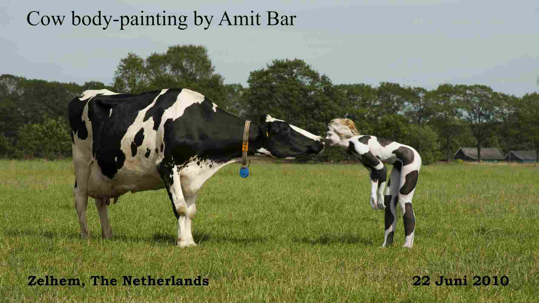 Cow video: Cow pattern body-painting of model in the field in early summer. Video by TV Gelderland. 