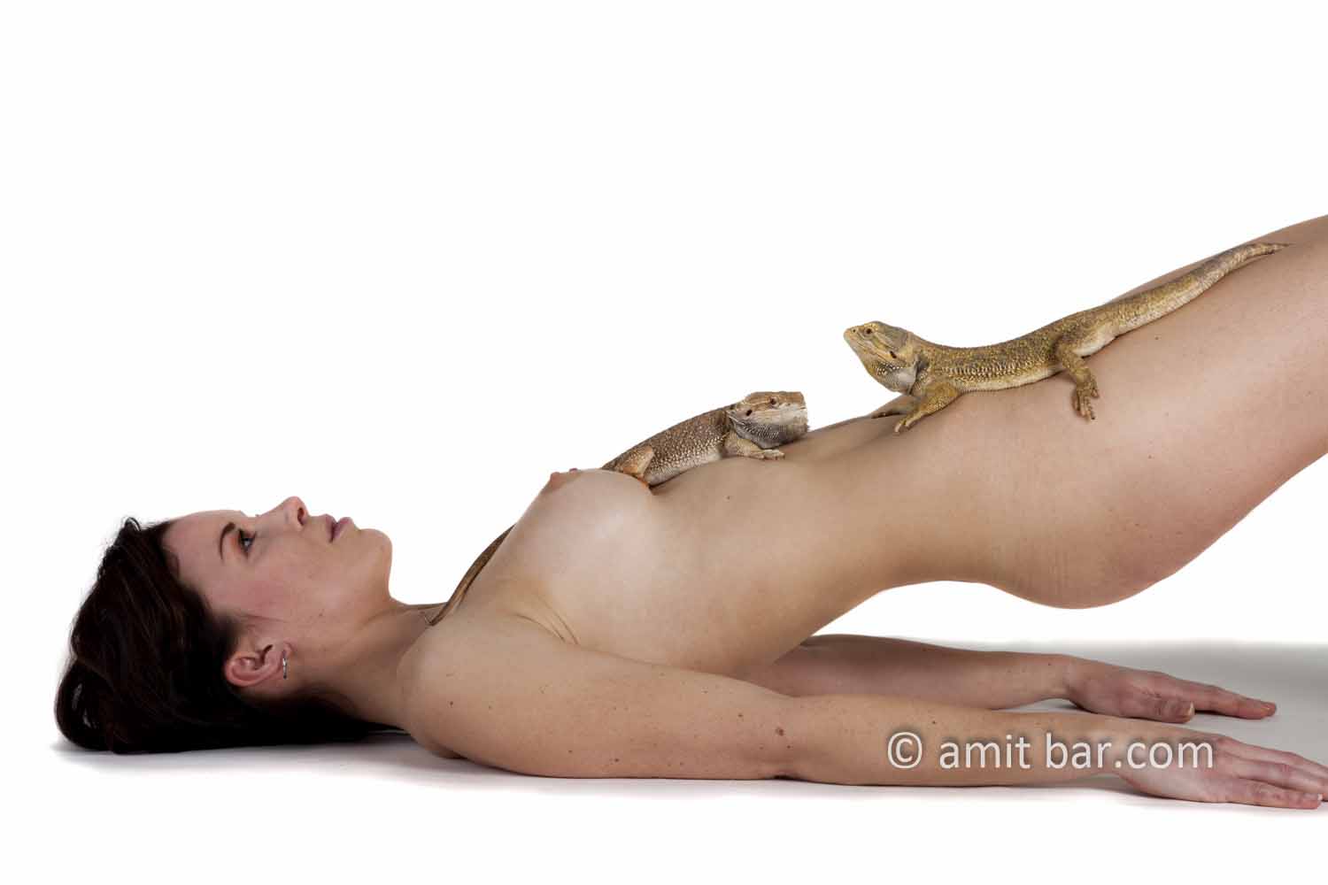Crested gecko I: Crested geckos (New Caledonian crested gecko, Guichenot's giant gecko or eyelash gecko) on a nude model belly