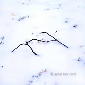 Crocuses in snow: Crocus flowers in the snow with a broken tree-branch