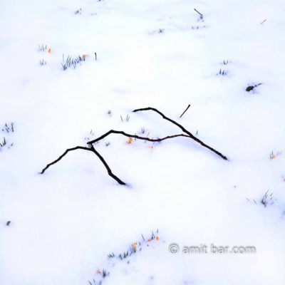 Crocuses in snow