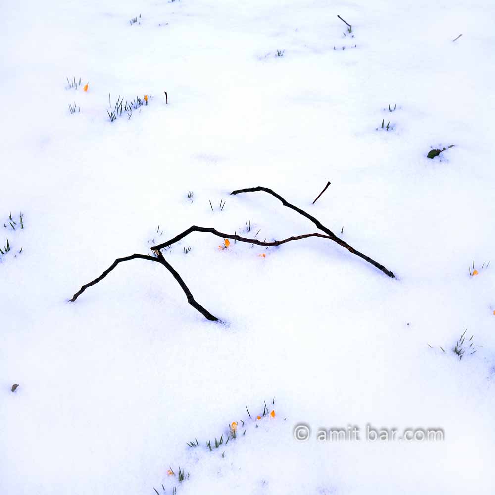 Crocuses in snow: Crocus flowers in the snow with a broken tree-branch