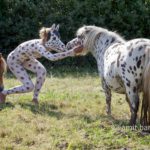 Dalmatian pony I: Body-painted model with Dalmatian pony
