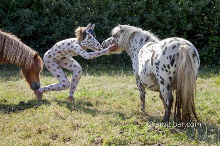 Amit Bar Art - Dalmatian pony