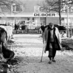 De Boer: A cattle-farmer reviews the cows on the week-market in Doetinchem
