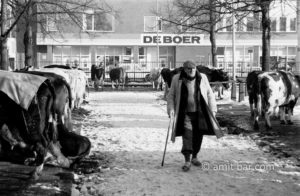 De Boer: A cattle-farmer reviews the cows on the week-market in Doetinchem