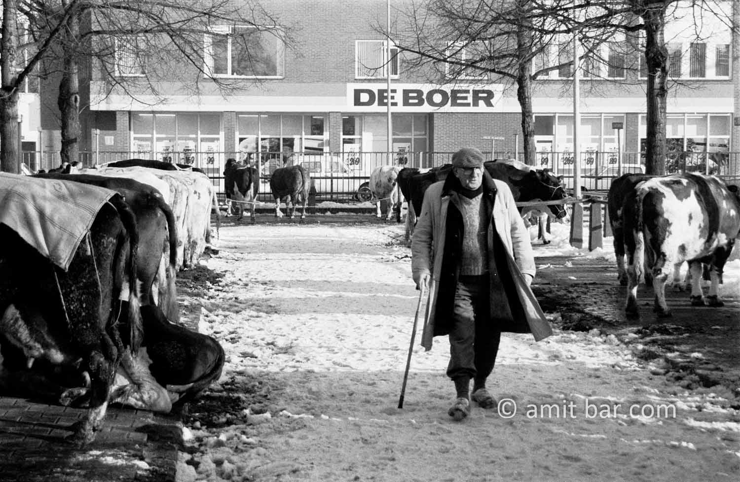 De Boer: A cattle-farmer reviews the cows on the week-market in Doetinchem