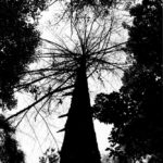 Dead tree: Dead tree stands among other trees which survives