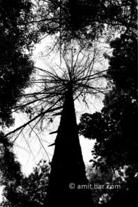 Dead tree: Dead tree stands among other trees which survives