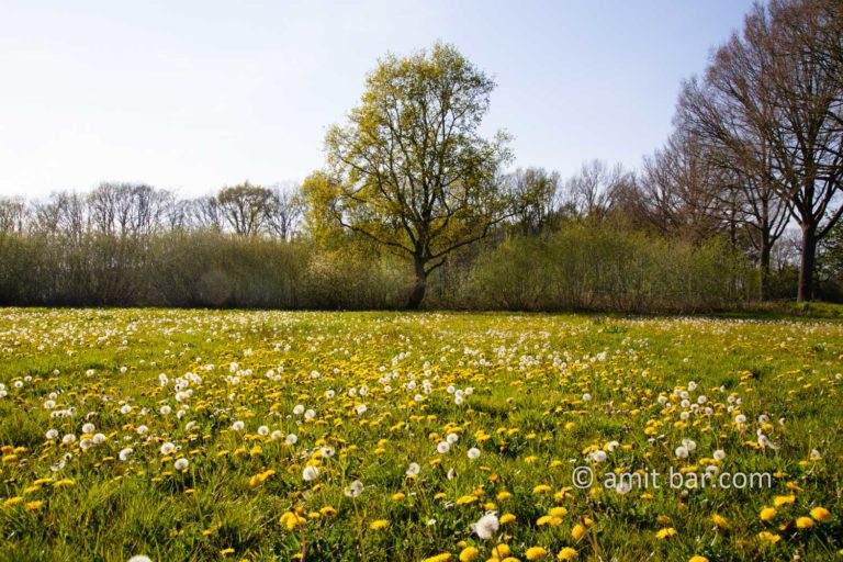 Dendelions field with oak trees