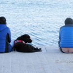 A dog with his owners on the dock in malaga