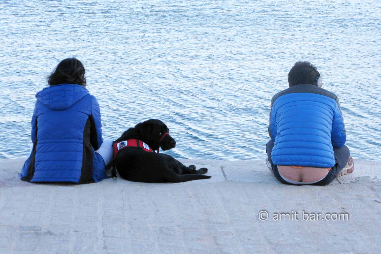 A dog with his owners on the dock in malaga