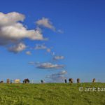 Donkeys with clouds: Donkeys with clouds in Zelhem, The Netherlands