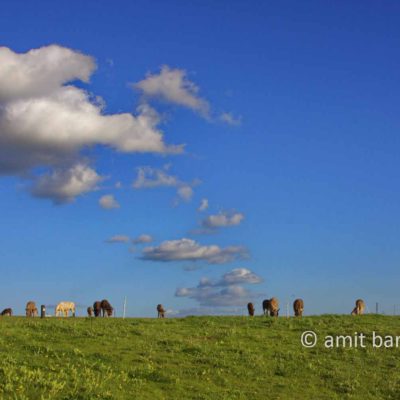 Donkeys with clouds