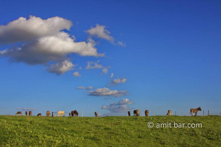 Donkeys with clouds