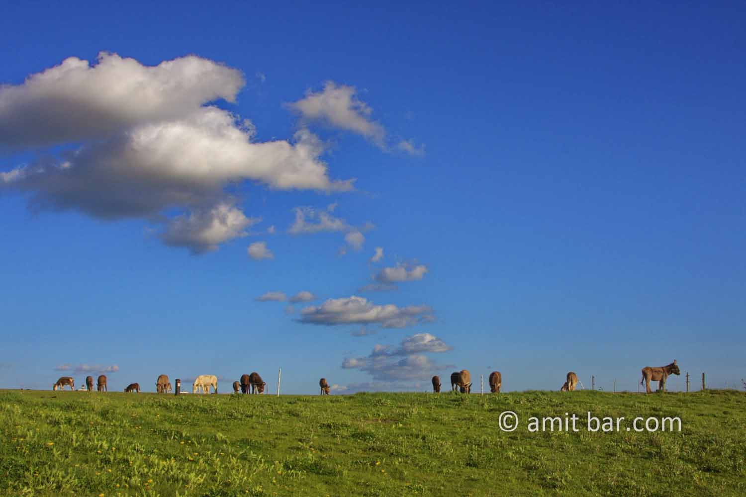 Donkeys with clouds: Donkeys with clouds in Zelhem, The Netherlands