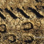 Dry earth II: Tracks of horse and tractor on dried soil