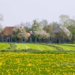 Dutch Spring: Farm house with dandelions: Farm house with dandelions in De Achterhoek, The Netherlands