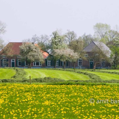 Dutch Spring- Farm house with dandelions