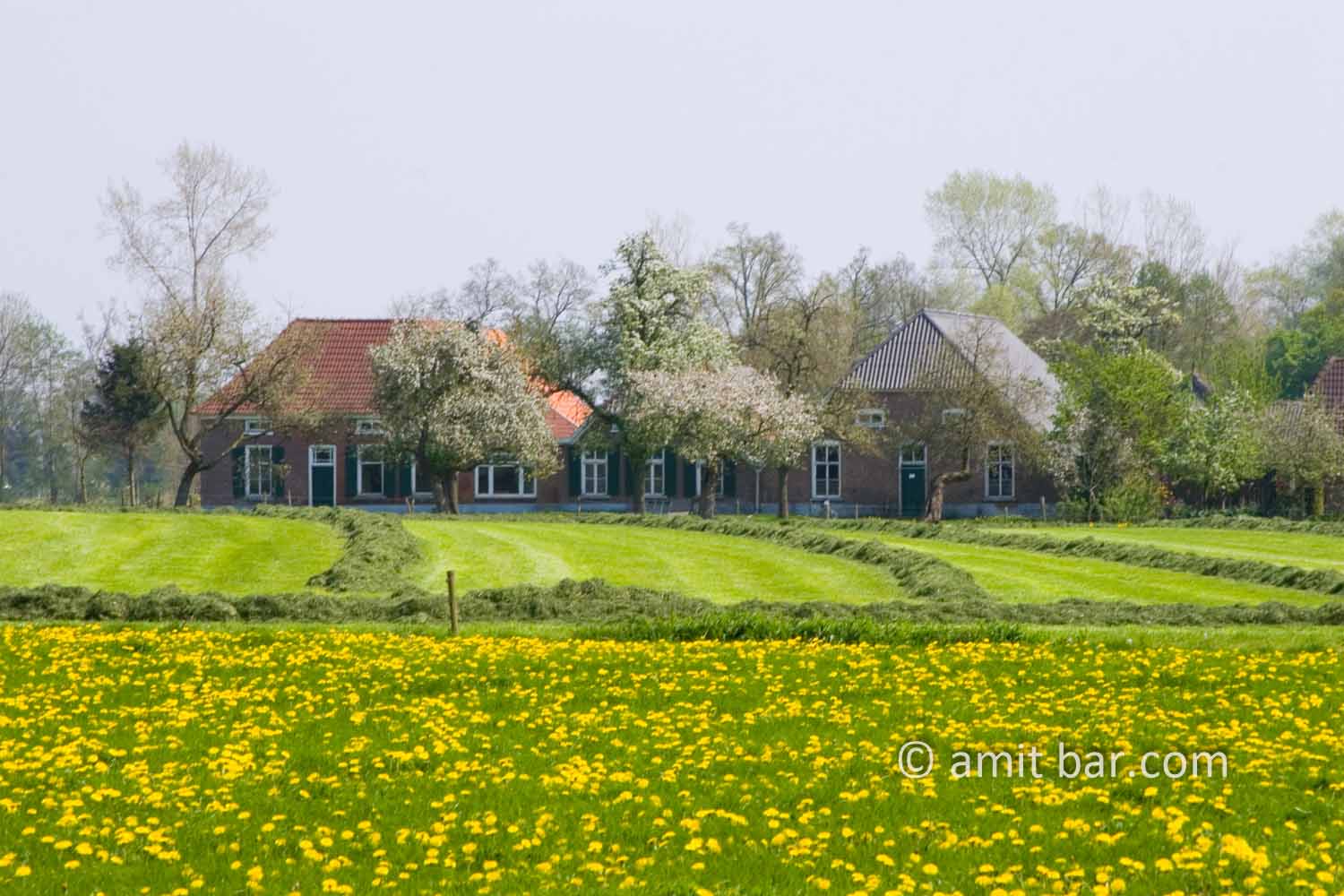 Dutch Spring: Farm house with dandelions: Farm house with dandelions in De Achterhoek, The Netherlands