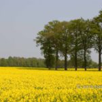 Dutch Spring: Rapeseed field I: Rapeseed field with oak trees