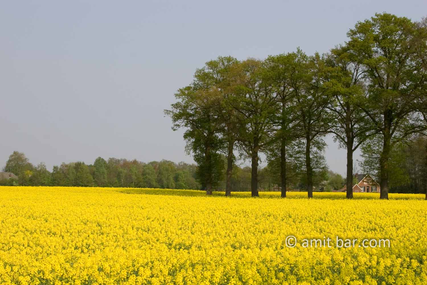 Dutch Spring: Rapeseed field I: Rapeseed field with oak trees
