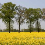 Dutch Spring: Rapeseed field II: Rapeseed field with oak trees