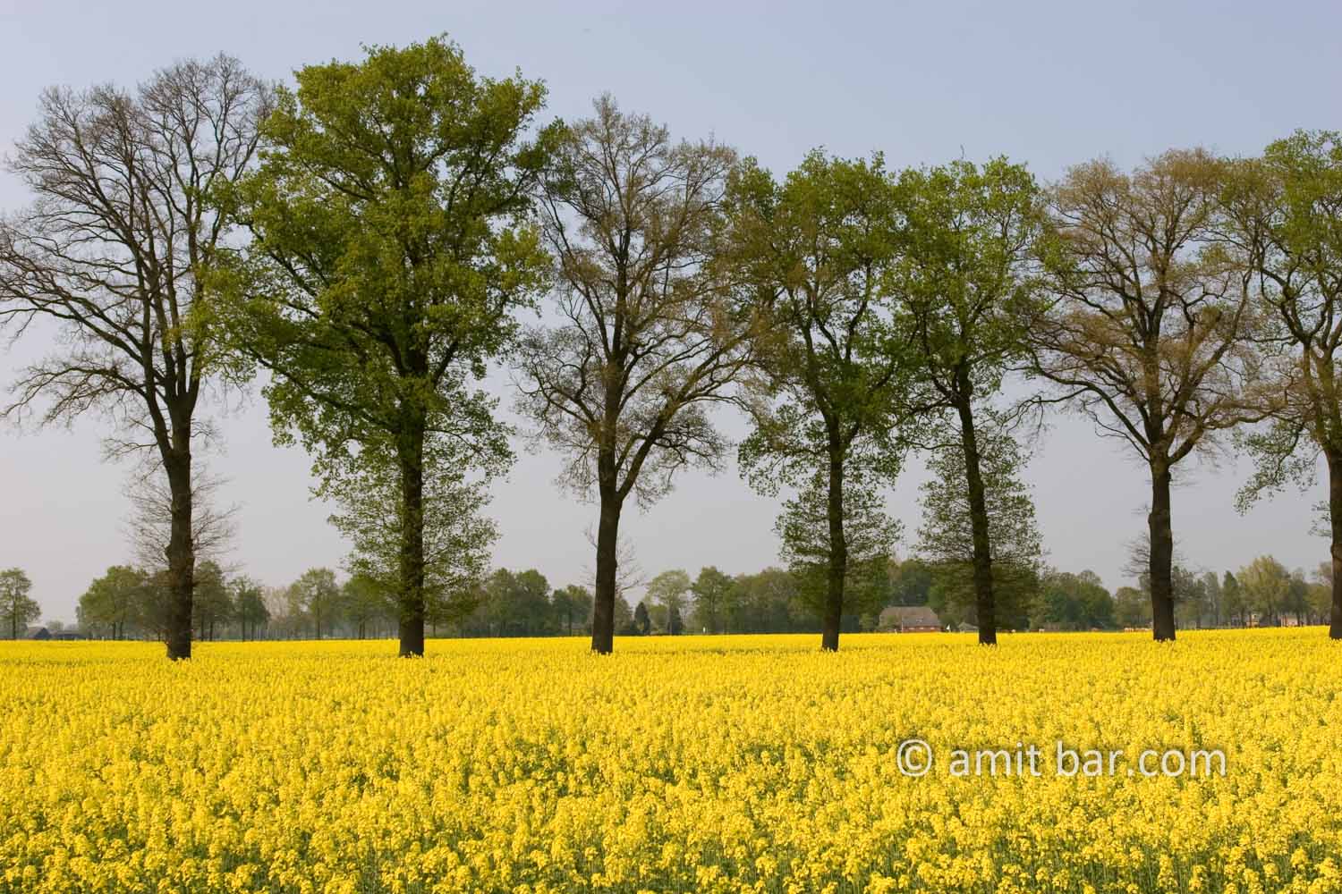 Dutch Spring: Rapeseed field II: Rapeseed field with oak trees