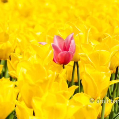 Dutch Spring- Red tulip
