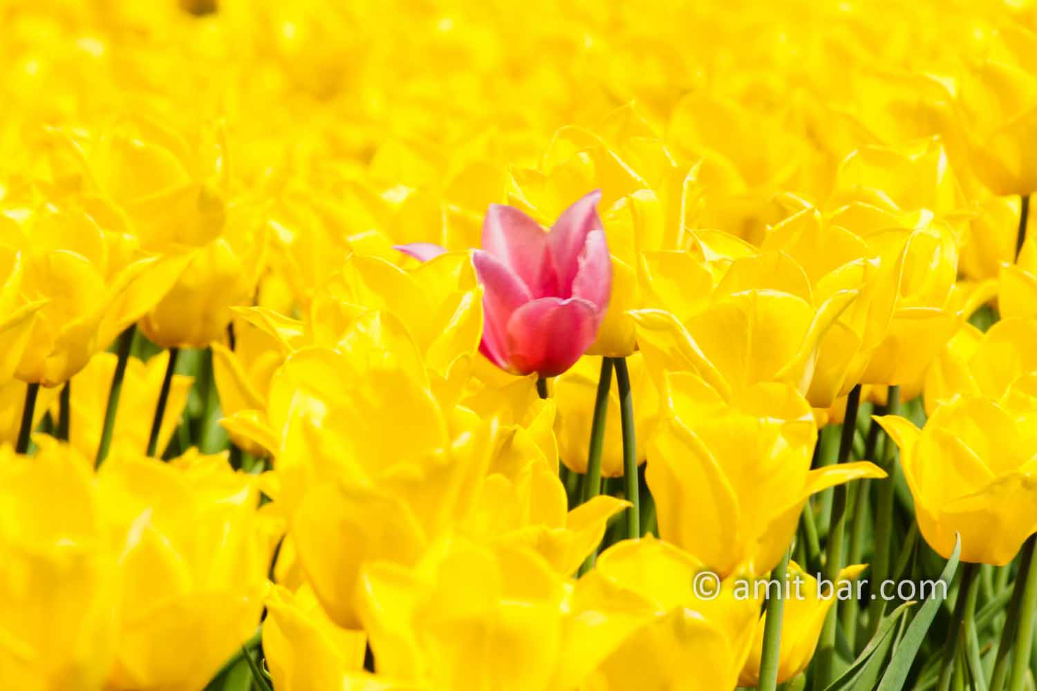 Dutch Spring: Red tulip: Red tulip among yellow tulips