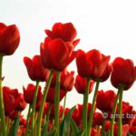 Dutch Spring: Red tulips I: Red tulips in spring field