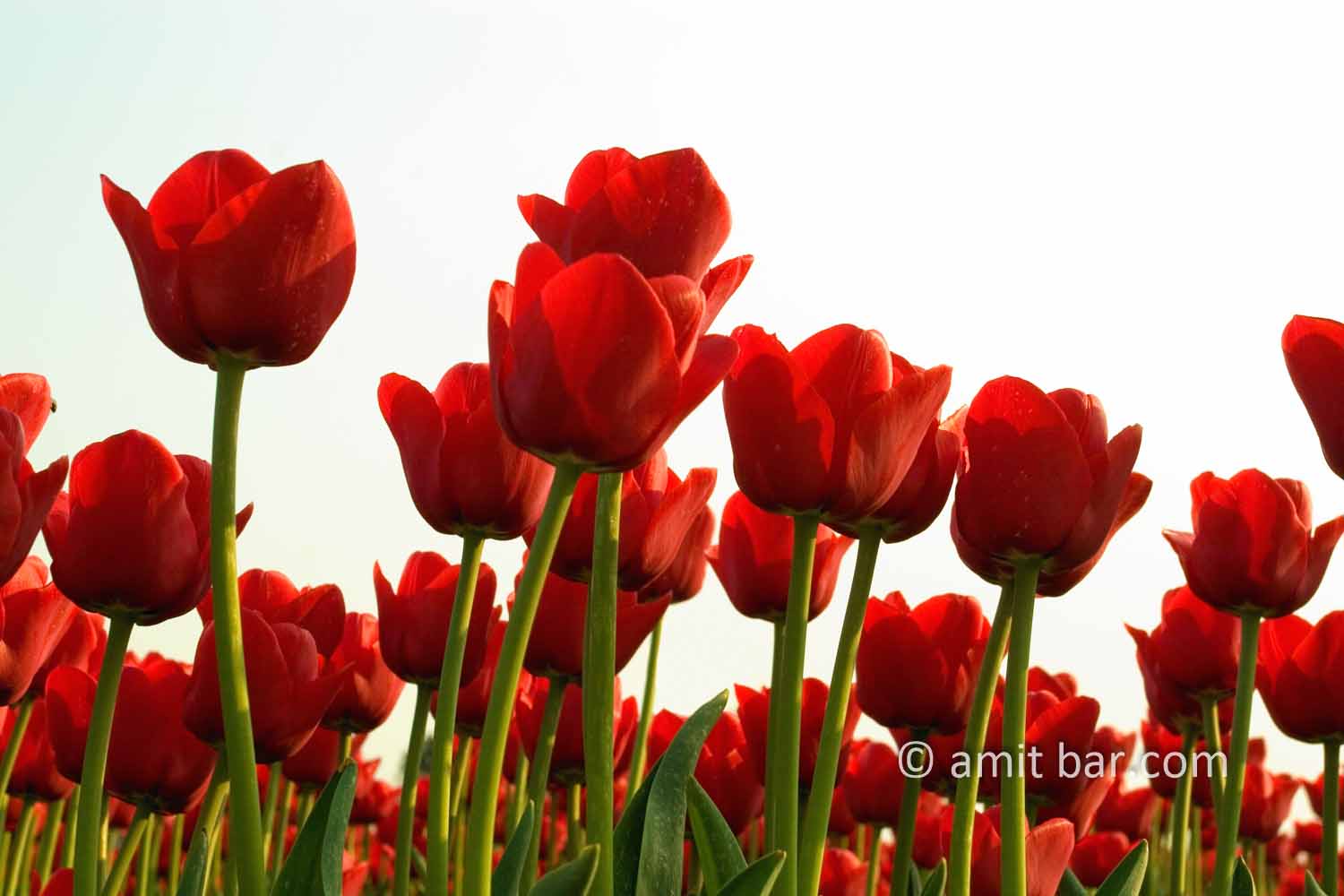 Dutch Spring: Red tulips I: Red tulips in spring field