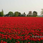 Dutch Spring: Red tulips II: Red tulips with farmhouses