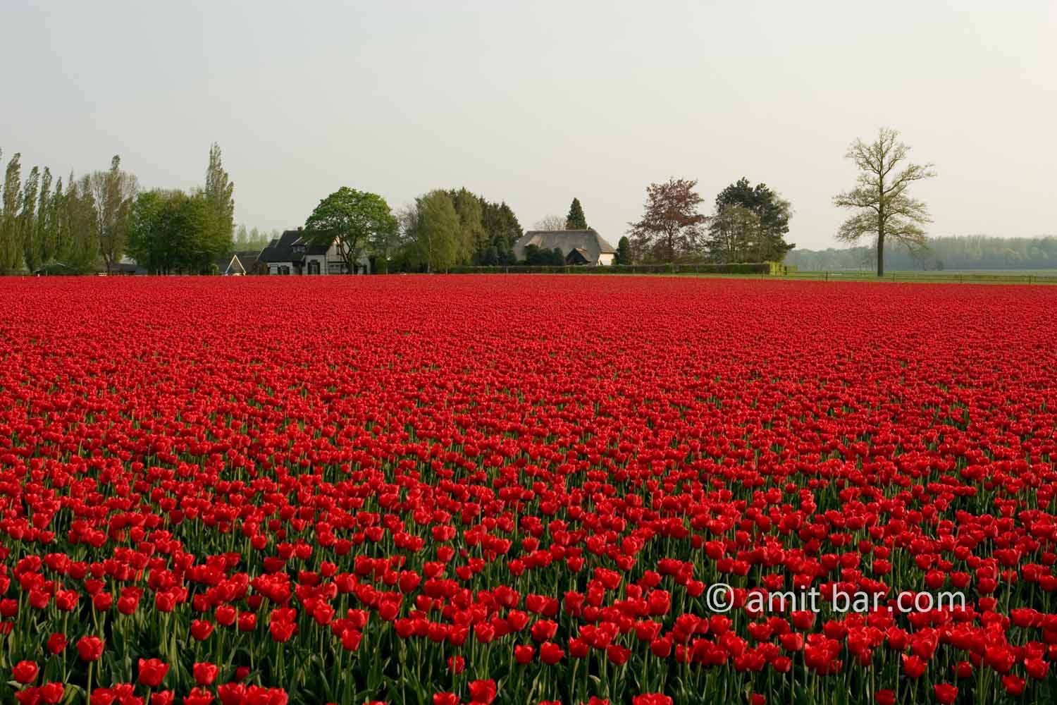 Dutch Spring: Red tulips II: Red tulips with farmhouses
