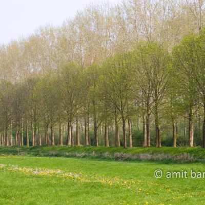 Dutch Spring- Tree lane