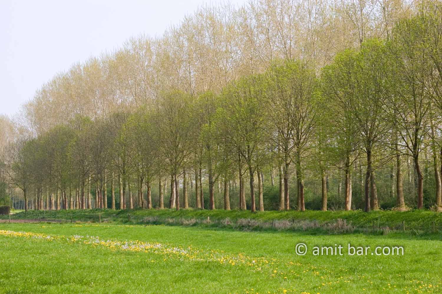 Dutch Spring: Tree lane: Tree lane in De Achterhoek, The Netherlands