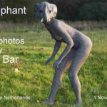 Elephant video: This film is part of my series Humans with Animals. In this case, woman as an animal, because it was difficult to get the real thing here in Holland.