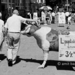 Flirt: A man caress a cow mannequin when his wife doesn't look