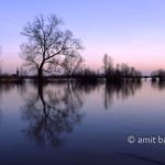 Flood in Doesburg II: Reflections of trees at Doesburg