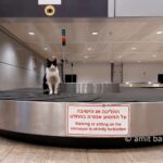 Forbidden? not me!: A cat is sitting stoic on a suitcase conveyor at Ben-Gurion airport, Israel