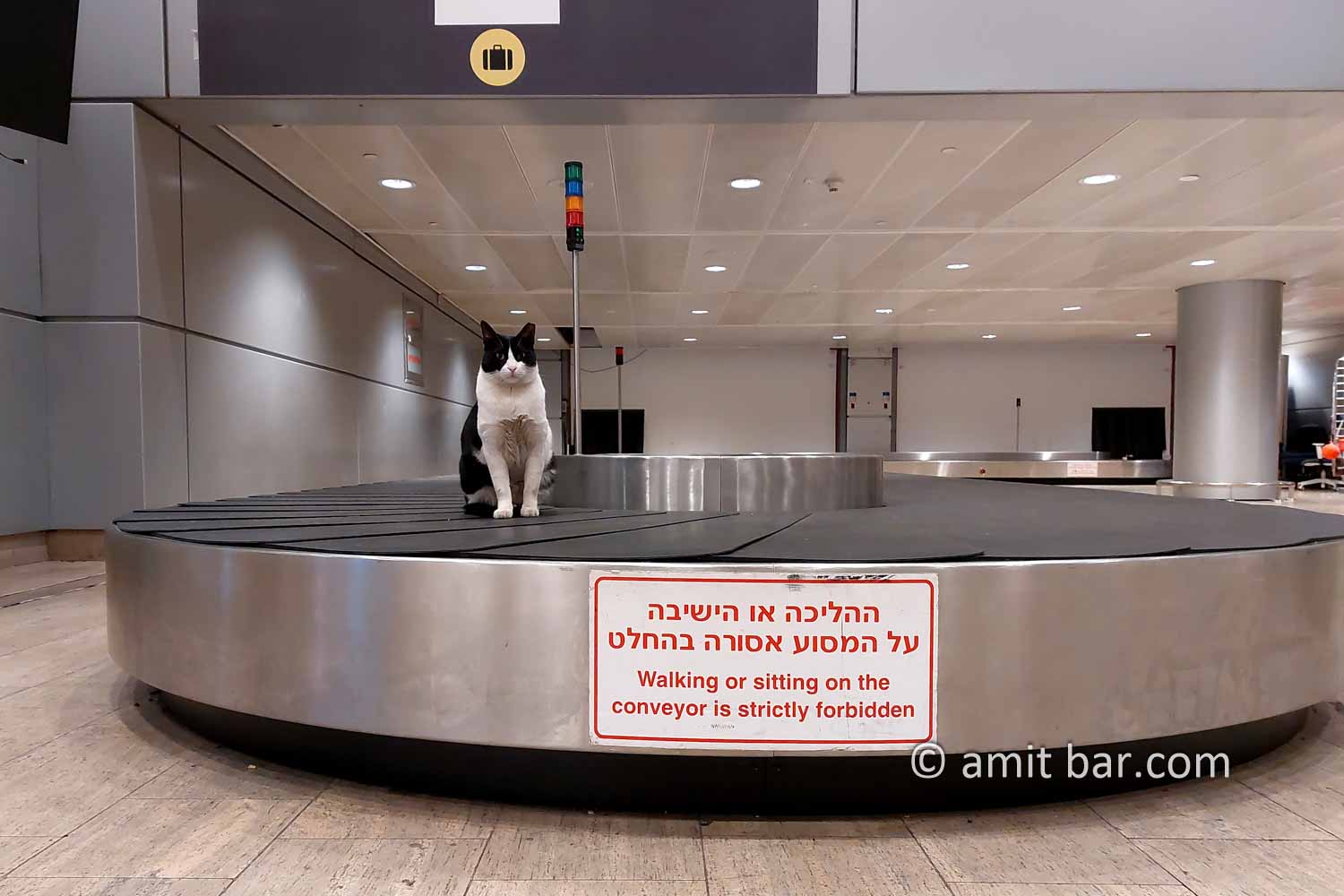 Forbidden? not me!: A cat is sitting stoic on a suitcase conveyor at Ben-Gurion airport, Israel