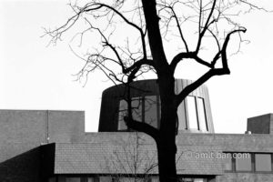 Forms: A tree in front of the town hall of Doetinchem, The Netherlands