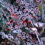 Frost on leaves: Frost decorates bush-leaves