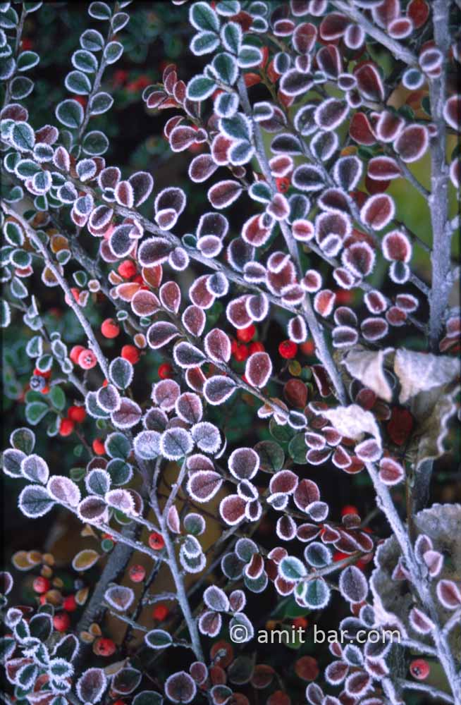Frost on leaves: Frost decorates bush-leaves