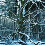 Frosted trees I: Snowy trees in the winter in The Netherlands